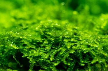 Jenis Moss untuk Bonsai & Dinding Aquascape